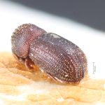 male | Image Author: TH Atkinson | holotype Stephanopodius boliviae Schedl | holotype | Buena Vista | Collection: Naturhistorisches Museum Wien