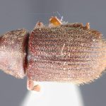 Image Author: TH Atkinson | holotype Pseudohylesinus brasiliensis (Schedl) | holotype | Nova Teutonia | Collection: Naturhistorisches Museum Wien