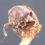 Image Author: TH Atkinson | holotype Pseudohylesinus brasiliensis (Schedl) | holotype | Nova Teutonia | Collection: Naturhistorisches Museum Wien