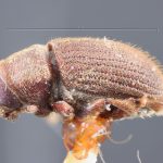 Image Author: TH Atkinson | holotype Pseudohylesinus brasiliensis (Schedl) | holotype | Nova Teutonia | Collection: Naturhistorisches Museum Wien