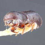 male | Image Author: TH Atkinson` | syntype Amphicranus truncatorus Schedl, labeled as 'holotype' | syntype | Nova Teutonia | Collection: Naturhistorisches Museum Wien