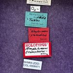 male | Image Author: TH Atkinson` | syntype Amphicranus truncatorus Schedl, labeled as 'holotype' | syntype | Nova Teutonia | Collection: Naturhistorisches Museum Wien