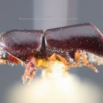 male | Image Author: TH Atkinson` | syntype Amphicranus truncatorus Schedl, labeled as 'holotype' | syntype | Nova Teutonia | Collection: Naturhistorisches Museum Wien