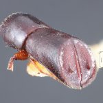 male | Image Author: TH Atkinson` | syntype Amphicranus truncatorus Schedl, labeled as 'holotype' | syntype | Nova Teutonia | Collection: Naturhistorisches Museum Wien