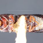 male | Image Author: TH Atkinson` | syntype Amphicranus truncatorus Schedl, labeled as 'holotype' | syntype | Nova Teutonia | Collection: Naturhistorisches Museum Wien