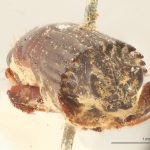 male | Image Author: J Lalane | syntypes Platypus auritus Chapuis | syntype | Tuxpan | Collection: Institut Royal des Sciences Naturelles