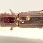 male | Image Author: J Lalane | syntypes Platypus auritus Chapuis | syntype | Tuxpan | Collection: Institut Royal des Sciences Naturelles