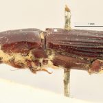 male | Image Author: J Lalane | syntypes Platypus auritus Chapuis | syntype | Tuxpan | Collection: Institut Royal des Sciences Naturelles