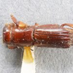 male | Image Author: LR Kirkendall | lectotype Platypus manipularis Schedl | lectotype | Cachabi | Collection: Naturhistorisches Museum Wien
