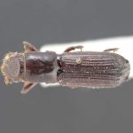 male | Image Author: LR Kirkendall | syntype | Colombia (country / region) | Collection: Institut Royal des Sciences Naturelles