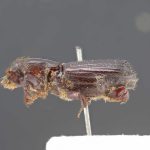 male | Image Author: LR Kirkendall | syntype | Colombia (country / region) | Collection: Institut Royal des Sciences Naturelles