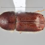 male | Image Author: SM Smith | Michigan State University | holotype Pseudips yak Cognato & Smith | holotype | MaiXiu Forest Preserve | Collection: Institute of Zoology