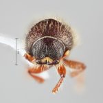 male | Image Author: SM Smith | Michigan State University | holotype Pseudips yak Cognato & Smith | holotype | MaiXiu Forest Preserve | Collection: Institute of Zoology