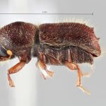 male | Image Author: SM Smith | Michigan State University | holotype Pseudips yak Cognato & Smith | holotype | MaiXiu Forest Preserve | Collection: Institute of Zoology