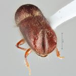 male | Image Author: SM Smith | Michigan State University | holotype Pseudips yak Cognato & Smith | holotype | MaiXiu Forest Preserve | Collection: Institute of Zoology