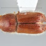 female | Image Author: SM Smith | Michigan State University | allotype Pseudips yak Cognato & Smith | allotype | MaiXiu Forest Preserve | Collection: Institute of Zoology