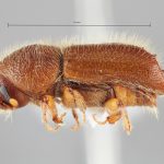 female | Image Author: SM Smith | Michigan State University | allotype Pseudips yak Cognato & Smith | allotype | MaiXiu Forest Preserve | Collection: Institute of Zoology