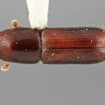 female | Image Author: SM Smith | Michigan State University | holotype Gnathotrichus imitans Wood | holotype | El Salto, 3 mi (5 km) W | Collection: Entomology