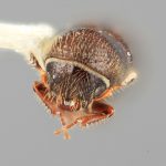 female | Image Author: SM Smith | Michigan State University | holotype Gnathotrichus imitans Wood | holotype | El Salto, 3 mi (5 km) W | Collection: Entomology