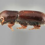 female | Image Author: SM Smith | Michigan State University | holotype Gnathotrichus imitans Wood | holotype | El Salto, 3 mi (5 km) W | Collection: Entomology
