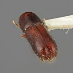 female | Image Author: SM Smith | Michigan State University | holotype Gnathotrichus imitans Wood | holotype | El Salto, 3 mi (5 km) W | Collection: Entomology