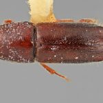 female | Image Author: SM Smith | Michigan State University | holotype Gnathotrichus dentatus Wood | holotype | El Salto, 29 km W | Collection: Entomology