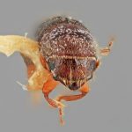 female | Image Author: SM Smith | Michigan State University | holotype Gnathotrichus dentatus Wood | holotype | El Salto, 29 km W | Collection: Entomology