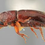 female | Image Author: SM Smith | Michigan State University | holotype Gnathotrichus dentatus Wood | holotype | El Salto, 29 km W | Collection: Entomology
