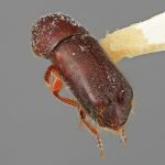 female | Image Author: SM Smith | Michigan State University | holotype Gnathotrichus dentatus Wood | holotype | El Salto, 29 km W | Collection: Entomology