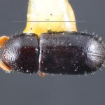 female | Image Author: TH Atkinson | Florida State Collection of Arthropods, Gainesville, Florida | holotype Corthyclon morulum Wood 1973 | holotype | Cartago, 15 km SE | Collection: Entomology