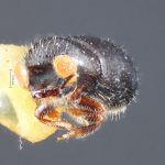 female | Image Author: TH Atkinson | Florida State Collection of Arthropods, Gainesville, Florida | holotype Corthyclon morulum Wood 1973 | holotype | Cartago, 15 km SE | Collection: Entomology