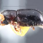 female | Image Author: TH Atkinson | Florida State Collection of Arthropods, Gainesville, Florida | holotype Corthyclon morulum Wood 1973 | holotype | Cartago, 15 km SE | Collection: Entomology