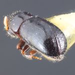 female | Image Author: TH Atkinson | Florida State Collection of Arthropods, Gainesville, Florida | holotype Corthyclon morulum Wood 1973 | holotype | Cartago, 15 km SE | Collection: Entomology