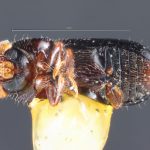 female | Image Author: TH Atkinson | Florida State Collection of Arthropods, Gainesville, Florida | holotype Corthyclon morulum Wood 1973 | holotype | Cartago, 15 km SE | Collection: Entomology