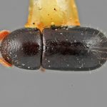 female | Image Author: SM Smith | Michigan State University | holotype Corthycyclon morulus Wood | holotype | Cartago, 15 km SE | Collection: Entomology