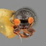 female | Image Author: SM Smith | Michigan State University | holotype Corthycyclon morulus Wood | holotype | Cartago, 15 km SE | Collection: Entomology