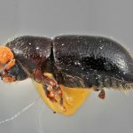female | Image Author: SM Smith | Michigan State University | holotype Corthycyclon morulus Wood | holotype | Cartago, 15 km SE | Collection: Entomology
