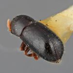 female | Image Author: SM Smith | Michigan State University | holotype Corthycyclon morulus Wood | holotype | Cartago, 15 km SE | Collection: Entomology