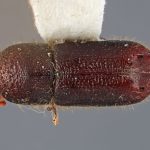 male | Image Author: SM Smith | Michigan State University | holotype Ips orientalis Wood | holotype | Baxoi | Collection: Institute of Zoology
