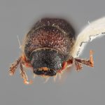 male | Image Author: SM Smith | Michigan State University | holotype Ips orientalis Wood | holotype | Baxoi | Collection: Institute of Zoology