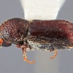 male | Image Author: SM Smith | Michigan State University | holotype Ips orientalis Wood | holotype | Baxoi | Collection: Institute of Zoology