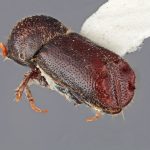male | Image Author: SM Smith | Michigan State University | holotype Ips orientalis Wood | holotype | Baxoi | Collection: Institute of Zoology