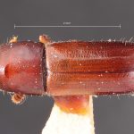 female | Image Author: TH Atkinson | Florida State Collection of Arthropods, Gainesville, Florida | holotype Gnathotrichus denticulatus Blackman, 1931 | holotype | Cloudcroft | Collection: Entomology