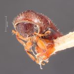 female | Image Author: TH Atkinson | Florida State Collection of Arthropods, Gainesville, Florida | holotype Gnathotrichus denticulatus Blackman, 1931 | holotype | Cloudcroft | Collection: Entomology