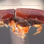 female | Image Author: TH Atkinson | Florida State Collection of Arthropods, Gainesville, Florida | holotype Gnathotrichus denticulatus Blackman, 1931 | holotype | Cloudcroft | Collection: Entomology