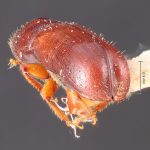 female | Image Author: TH Atkinson | Florida State Collection of Arthropods, Gainesville, Florida | holotype Gnathotrichus denticulatus Blackman, 1931 | holotype | Cloudcroft | Collection: Entomology
