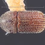 female | Image Author: TH Atkinson | Florida State Collection of Arthropods, Gainesville, Florida | holotype Trypanophellos necopinus Bright | holotype | Cayamas | Collection: Entomology