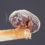 female | Image Author: TH Atkinson | Florida State Collection of Arthropods, Gainesville, Florida | holotype Trypanophellos necopinus Bright | holotype | Cayamas | Collection: Entomology