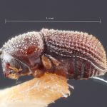 female | Image Author: TH Atkinson | Florida State Collection of Arthropods, Gainesville, Florida | holotype Trypanophellos necopinus Bright | holotype | Cayamas | Collection: Entomology