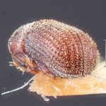 female | Image Author: TH Atkinson | Florida State Collection of Arthropods, Gainesville, Florida | holotype Trypanophellos necopinus Bright | holotype | Cayamas | Collection: Entomology
